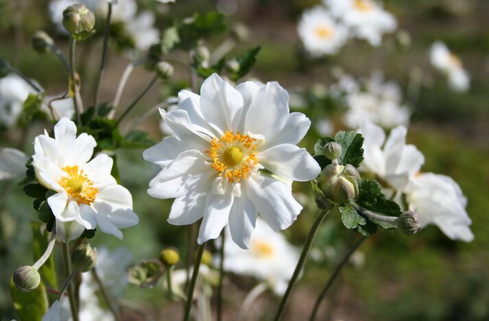 PLUKĖ JAPONINĖ 'WHIRLWIND'
